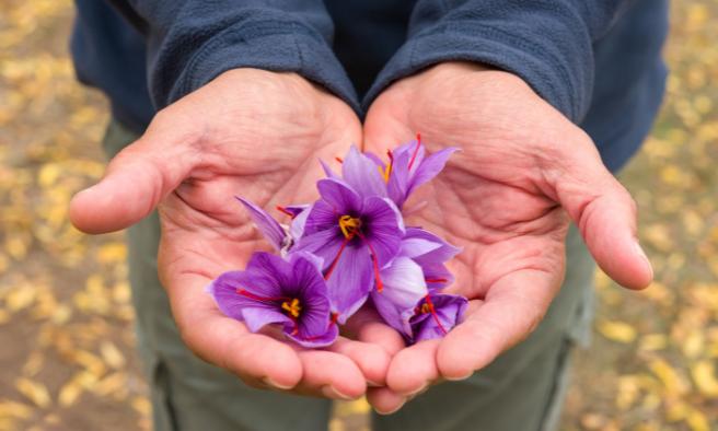 Hands holding purple saffron flowers.