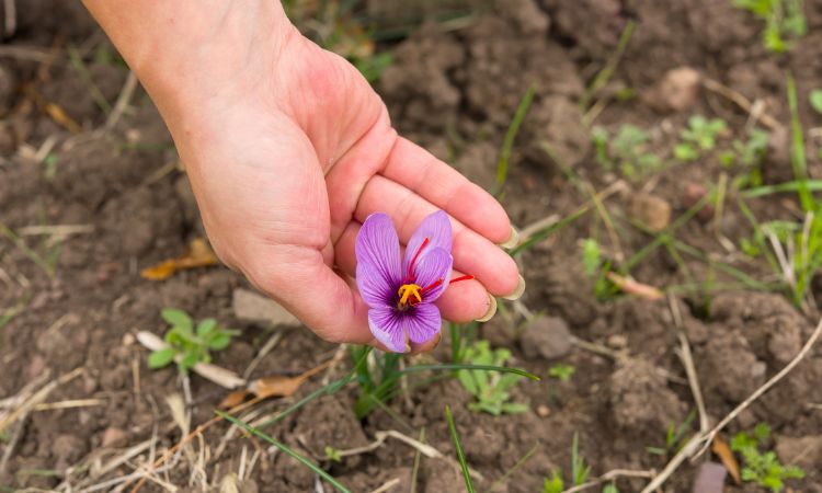 organic-saffron-farming