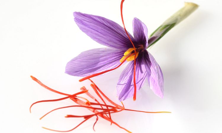 organic-saffron-farming