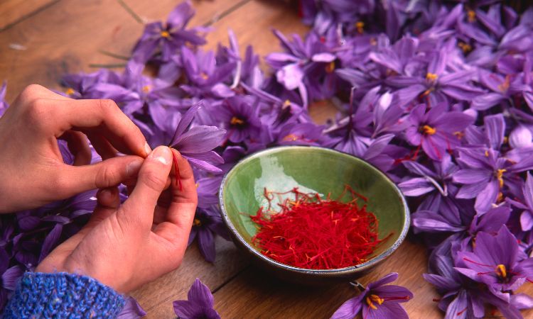 organic-saffron-farming