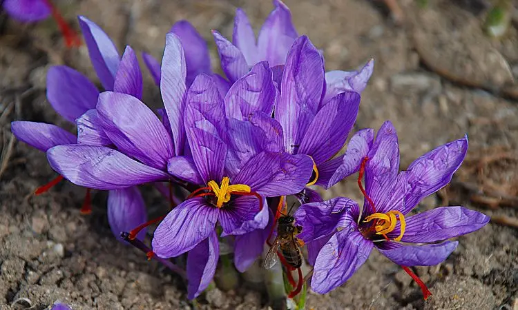 premium-saffron-vs.-regular