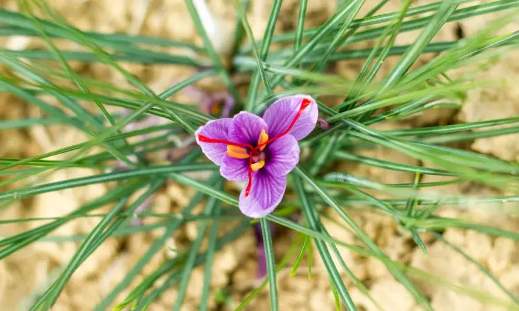 saffron-coloring-strength