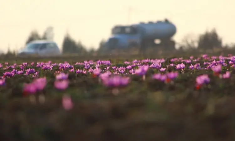 saffron-cultivation