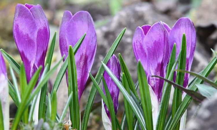 saffron-cultivation