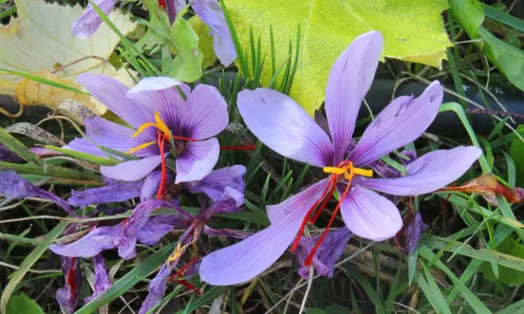 saffron flowers