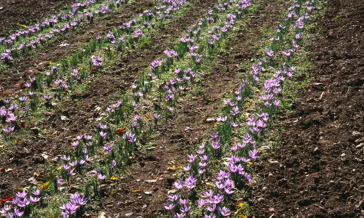 saffron-cultivation