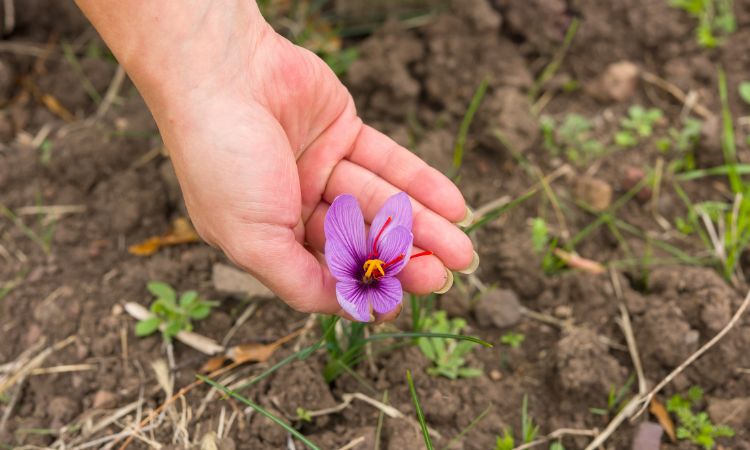 saffron-farm-equipment