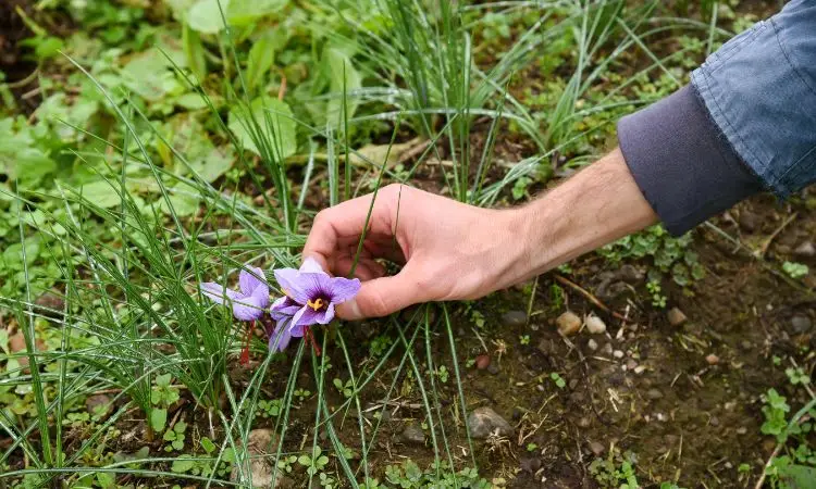 saffron-farm-equipment