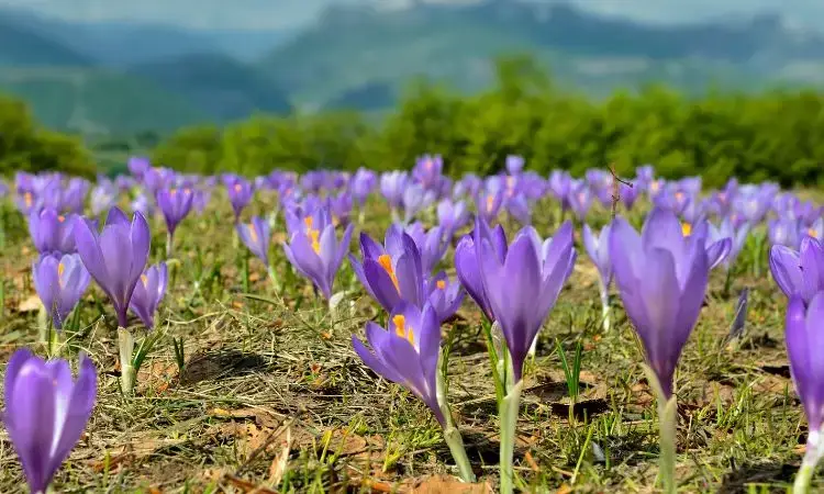saffron-farming-climate