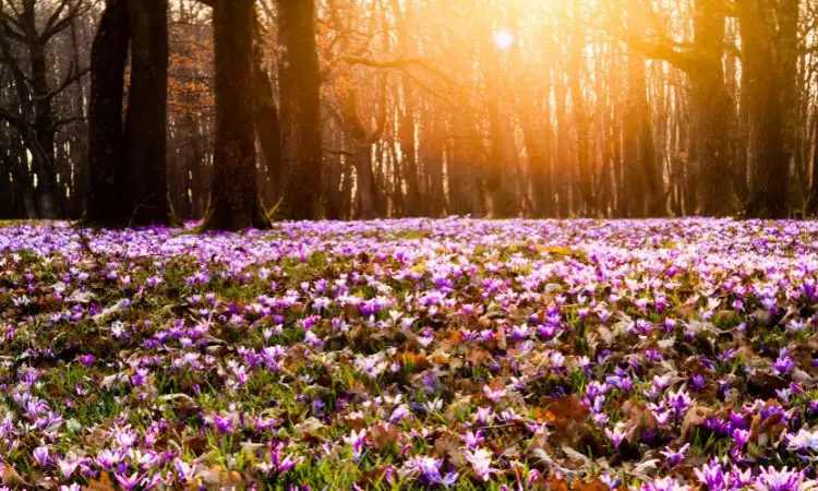 saffron-farming-climate