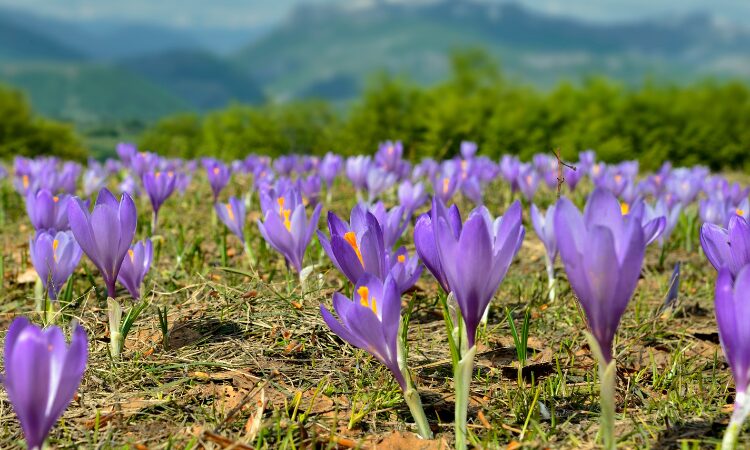 saffron-farming-profitability