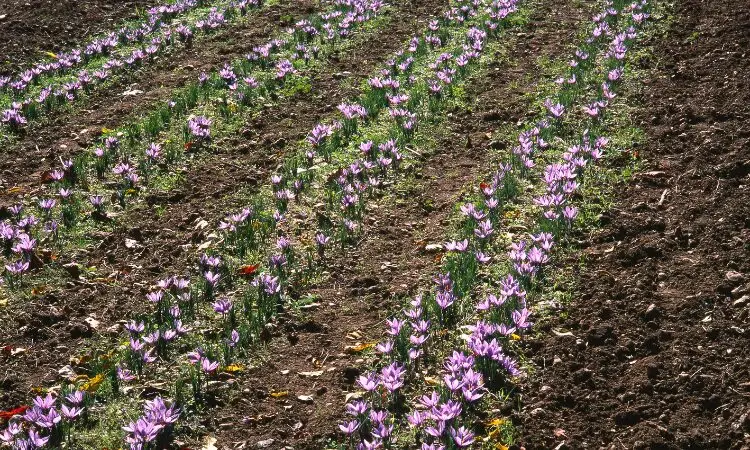 saffron-farming-profitability