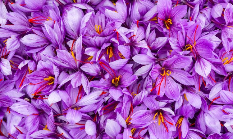 saffron-festivals