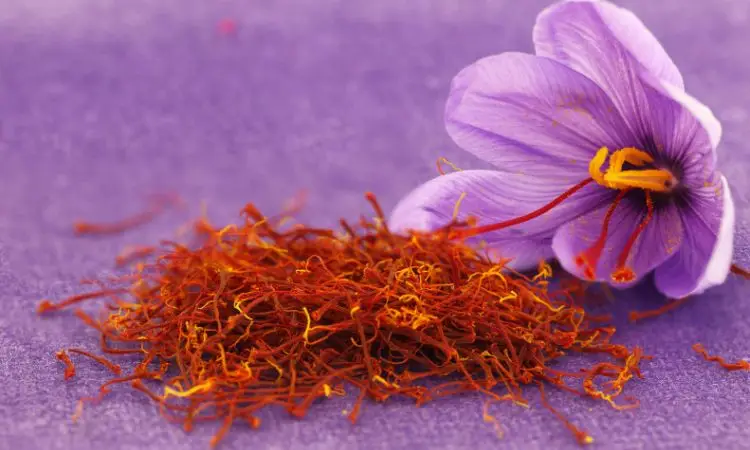 saffron-freshness-indicators