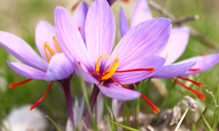saffron-grading-systems