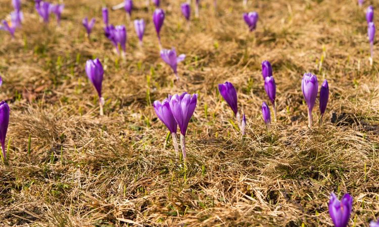 saffron-growing-challenges