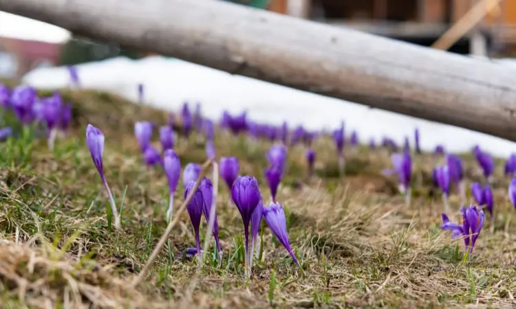 saffron-growing-challenges