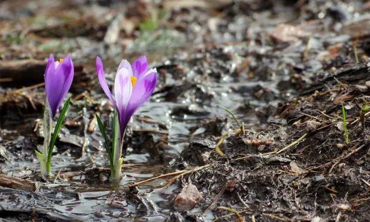 saffron-growing-challenges