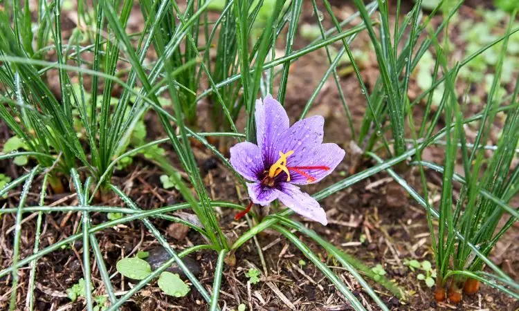 saffron-growing-challenges