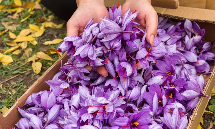 saffron-harvesting-methods