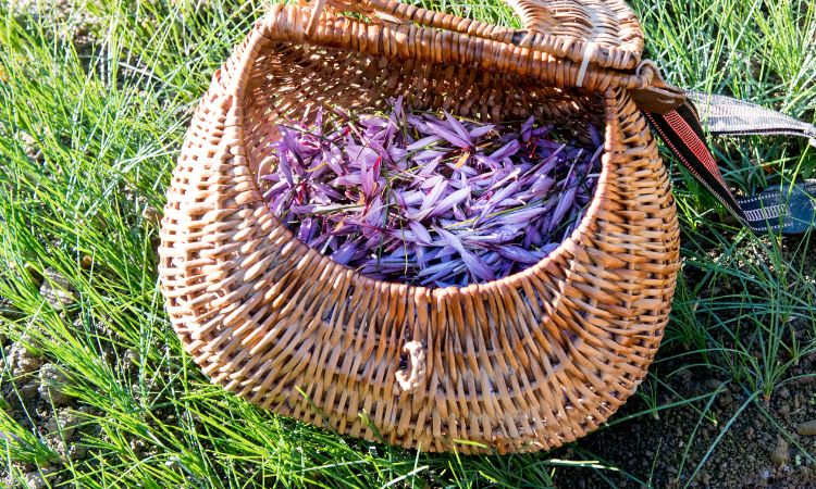 saffron-harvesting-methods