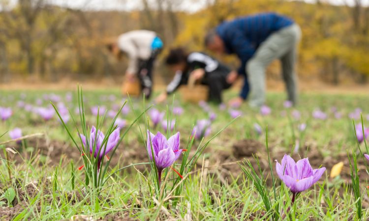 saffron-harvesting-methods