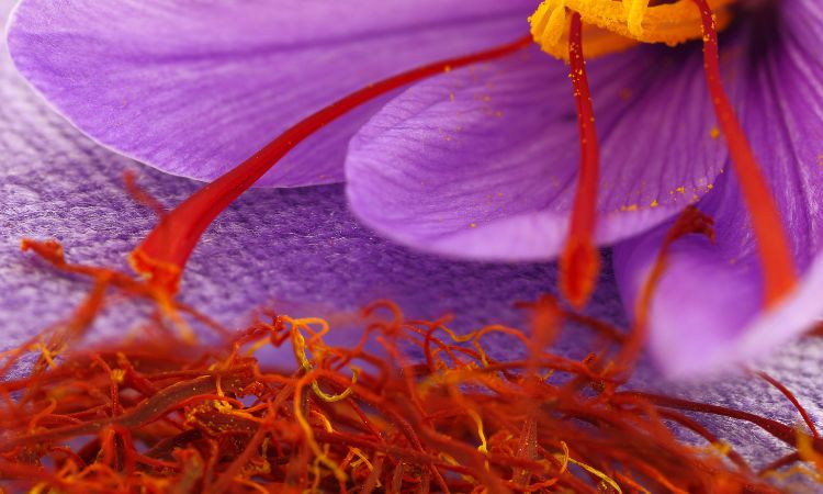 saffron-heart-health