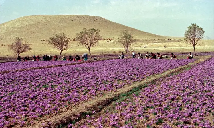 saffron-import-taxes