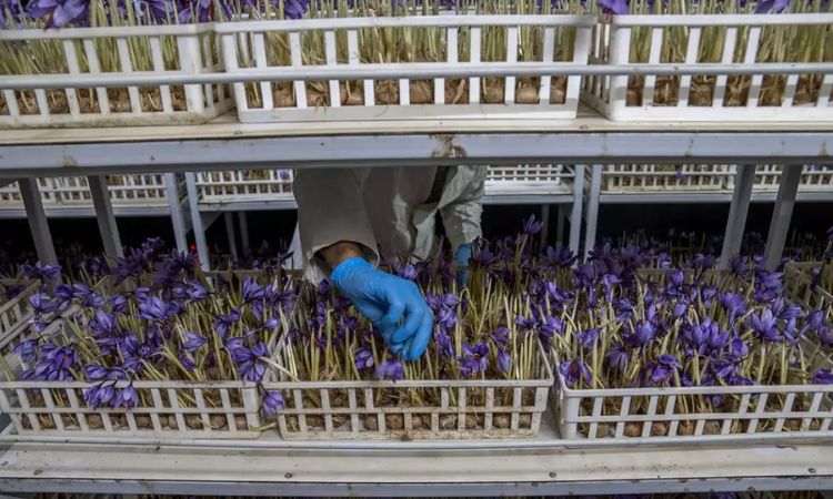 saffron-import-taxes