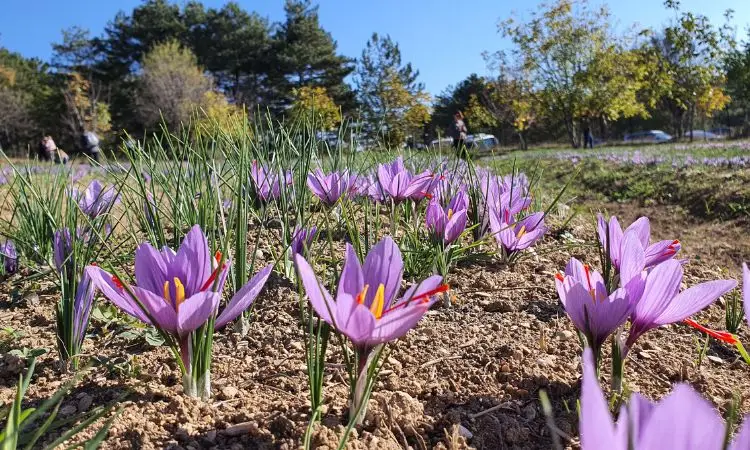 saffron-in-global-economies