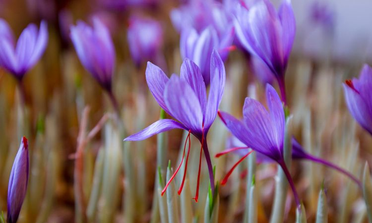 saffron-in-global-economies