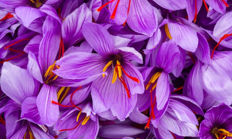 saffron-in-spa-treatments