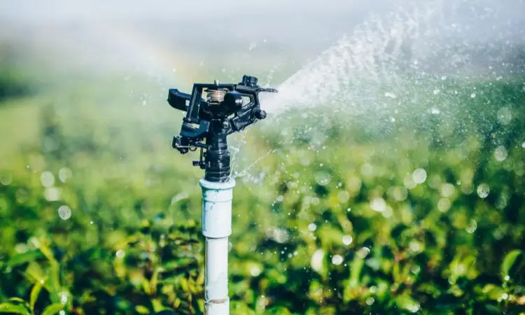 saffron-irrigation-needs