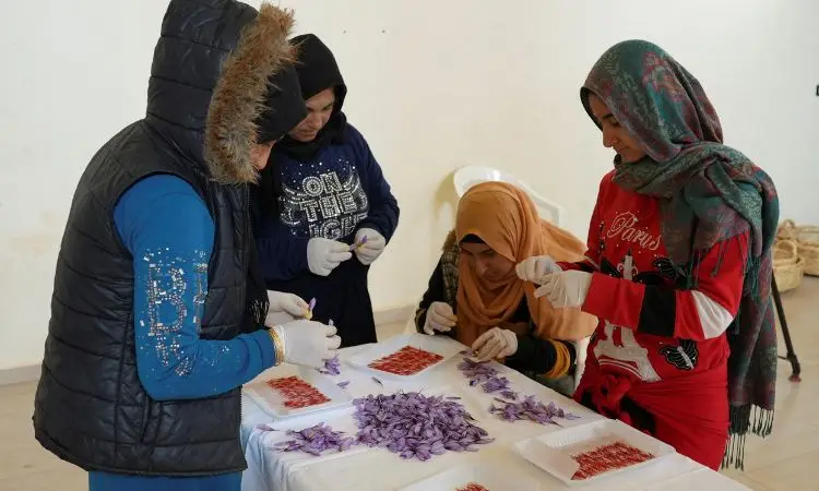 saffron-seasoning-tips