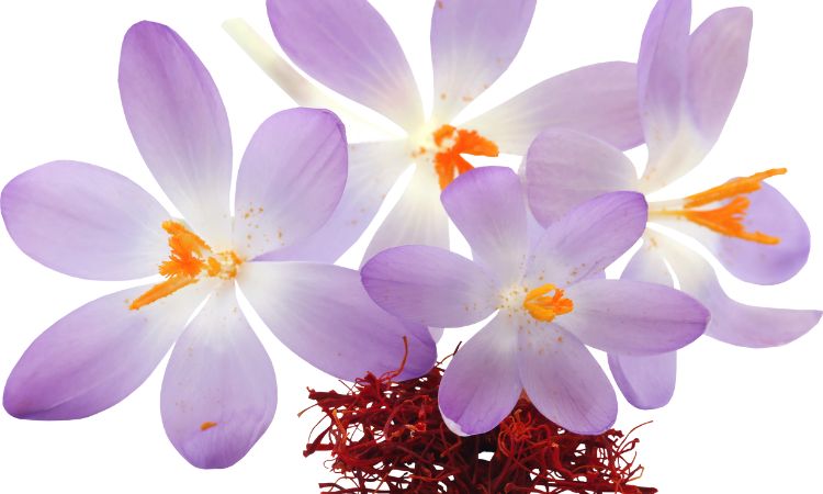 saffron-skin-care