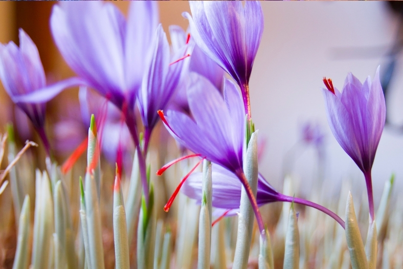 saffron farm (5)