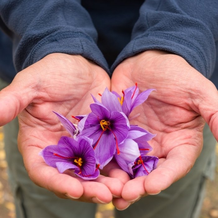 saffron flower 3