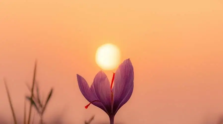 saffron-benefits-for-women