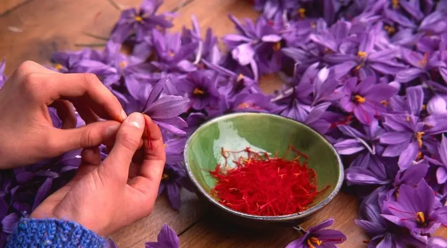 saffron-benefits-for-women