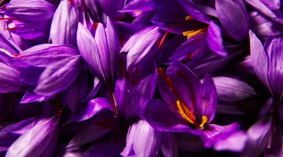 saffron-spiritual-meaning
